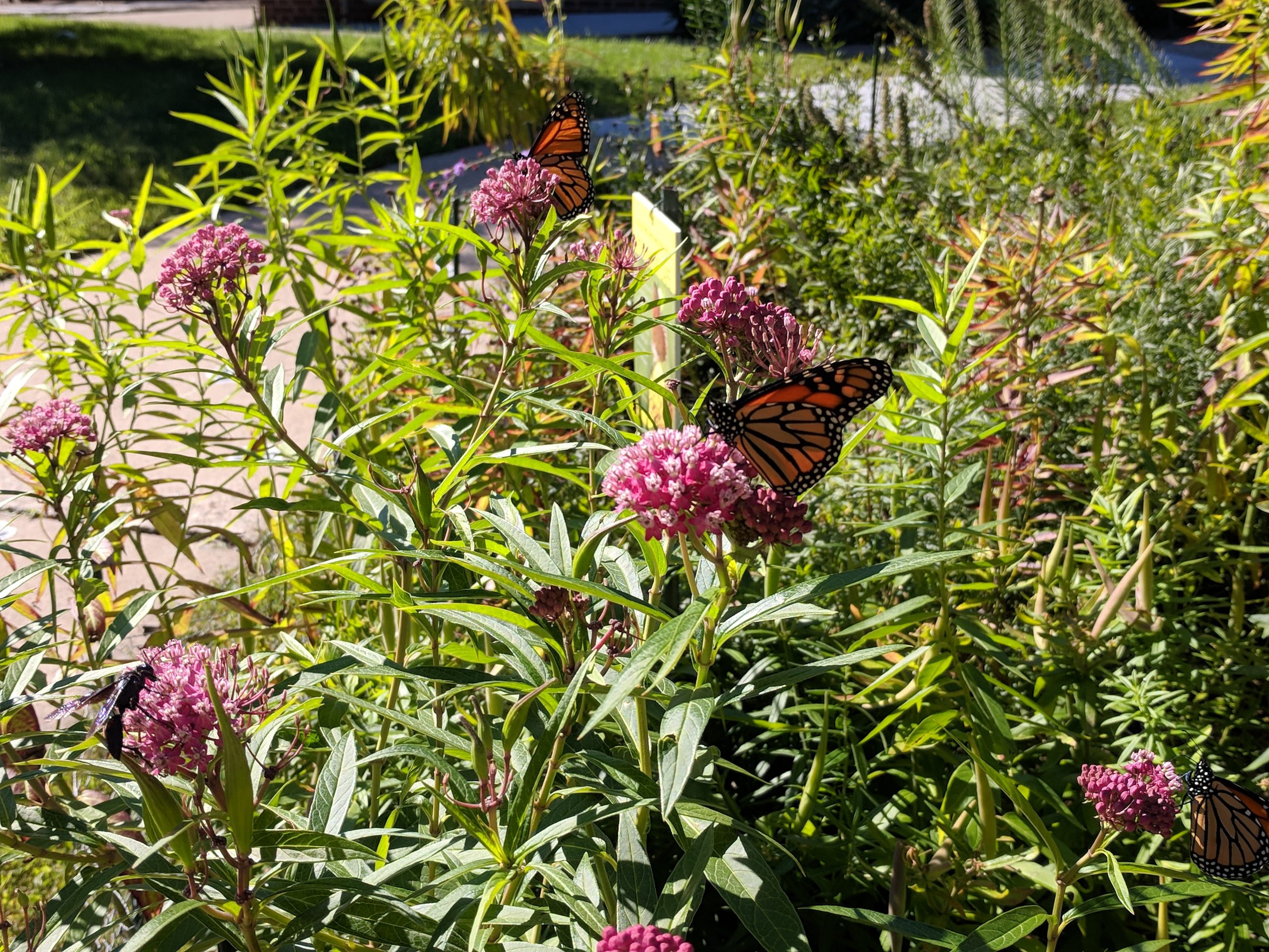Monarch butterflies on swamp milkweed blossoms. 