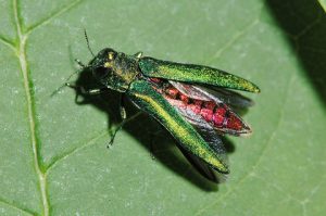 Image of an emerald ash borer beetle sitting on a green leaf