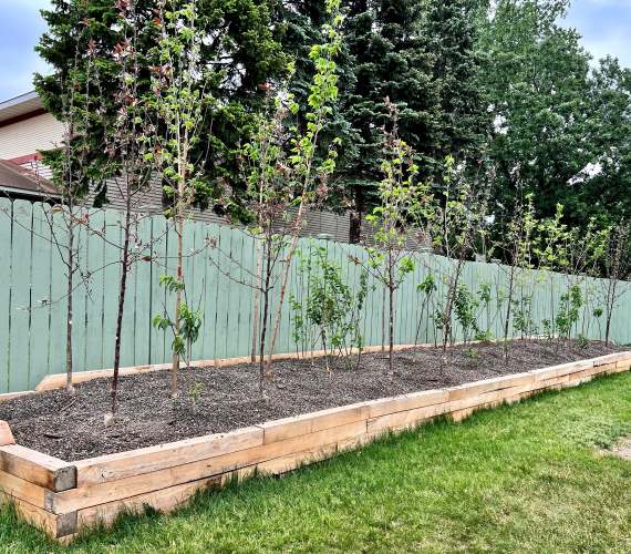 Gravel Bed with Trees