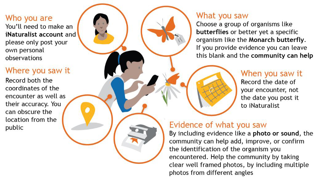 Graphic describing how to participate in iNaturalist text reads: Who you are: You'll need an iNaturalist account and please only post your own observations. Where you saw it: Record both the coordinates of the encounter as well as their accuracy. You can obscure the location from the public. What you saw: Choose a group of organisms like butterflies or better yet a specific organism like the Monarch Butterfly. If you provide evidence you can leave this part blank and the community can help. When you saw it: Record the date of your encounter, not the date you post it to iNaturalist. Evidence of what you saw: By including evidence like a photo or sound, the community can help add, improve or confirm the identification of the organism you encountered. Help the community by taking clear well framed photos, by adding multiple photos from different angles.